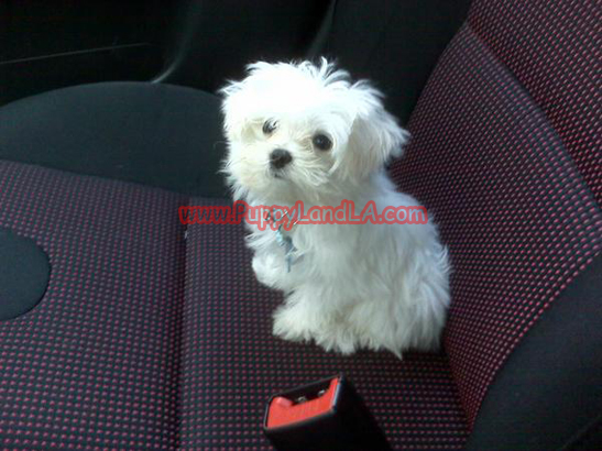 teacup maltese